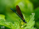 Dragonfly - Ważka